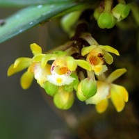 Gastrochilus acaulis (Lindl.) Kuntze